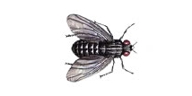 Mosca de la carne