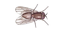 Mosca domestica