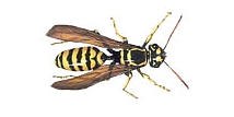 Avispa amarilla