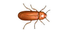 Escarabajo confuso de la harina