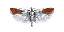 Polilla de la fruta seca