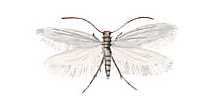 Polilla de los tejidos